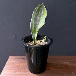 サンセベリア：マッソニアーナ（斑入り）  4号鉢植え25-01