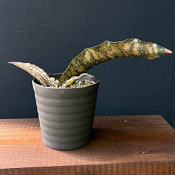 サンセベリア：キルキー コパトーン　3.5号鉢植え