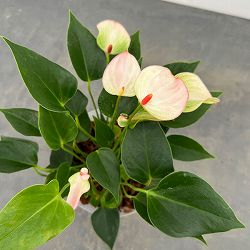 （わけあり特価）アンスリウム：マタタ（ネガミエル×ねこチップ植え）5号鉢植え