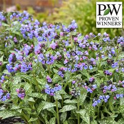 プルモナリア：ピンクアブルー5号鉢植え