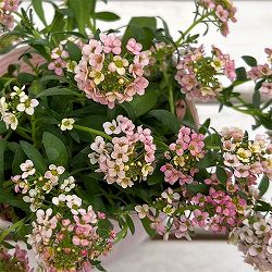 アリッサム：アルールオレンジ系3.5号ポット