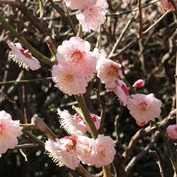 [25年10月中下旬予約]ウメ（梅）：はなかみ（花香実）4～5号ポット