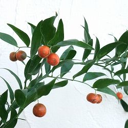 イタリアンルスカス（笹葉ルスカス）7号ポット7