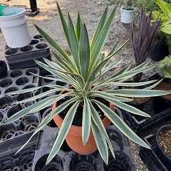 ユッカ：グロリオサ バリエゲイテッド 8号鉢植え