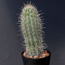 サボテン：武倫柱（ブリンチュブウ）5号鉢植え
