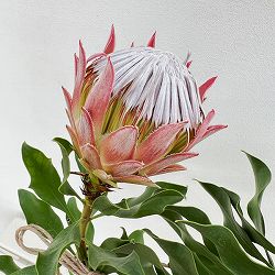 プロテア：オータムプリンス　５号鉢植え*