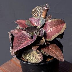ユーフォルビア：フランコイシー　3号鉢植え25-02
