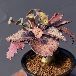ユーフォルビア：フランコイシー　3号鉢植え25-03