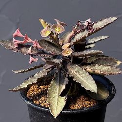 ユーフォルビア：フランコイシー　3号鉢植え25-04