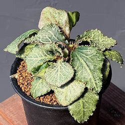 ユーフォルビア：フランコイシー　3号鉢植え25-05
