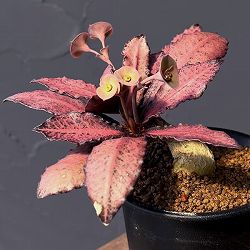ユーフォルビア：フランコイシー　3号鉢植え25-07