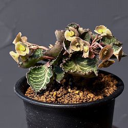 ユーフォルビア：フランコイシー　3号鉢植え25-08