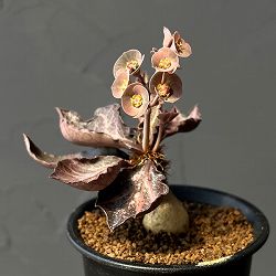 ユーフォルビア：フランコイシー　3号鉢植え25-06