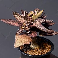 ユーフォルビア：フランコイシー　3号鉢植え25-09