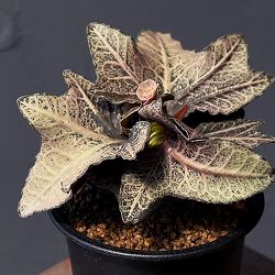 ユーフォルビア：フランコイシー　3号鉢植え25-10