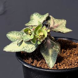 ユーフォルビア：フランコイシー　3号鉢植え25-11