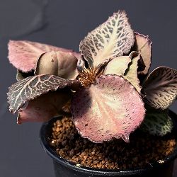 ユーフォルビア：フランコイシー　3号鉢植え25-12