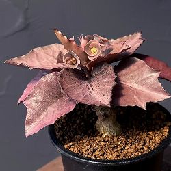 ユーフォルビア：フランコイシー　3号鉢植え25-13