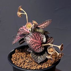 ユーフォルビア：フランコイシー　3号鉢植え25-14