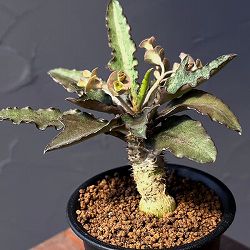 ユーフォルビア：フランコイシー　3号鉢植え25-15