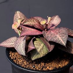 ユーフォルビア：フランコイシー　3号鉢植え25-16