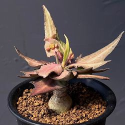 ユーフォルビア：フランコイシー　3号鉢植え25-17