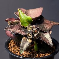 ユーフォルビア：フランコイシー　3号鉢植え25-18