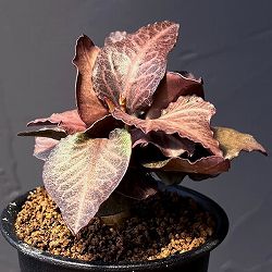 ユーフォルビア：フランコイシー　3号鉢植え25-19