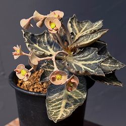 ユーフォルビア：フランコイシー　3号鉢植え25-20