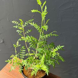 ボスウェリア：ネグレクタ　4号鉢植え