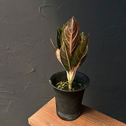 アグラオネマ：レッドスマトラ　4号鉢植え25-01