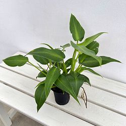 フィロデンドロン：マハラジャ　3号鉢植え*