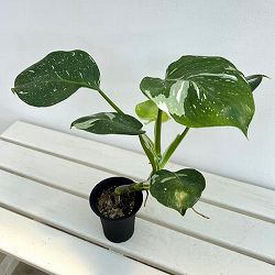 フィロデンドロン：ホワイトウィザード　3号鉢植え