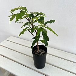 フィカス：コンシンナ　3号鉢植え
