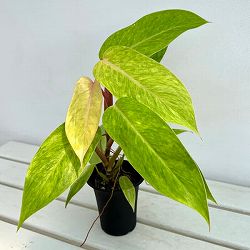 フィロデンドロン：ゴルディアナ（ペインテッドレディ）　3号鉢植え