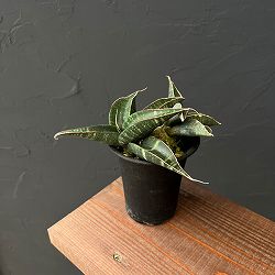 サンセベリア：フィッシェリー　3号鉢植え