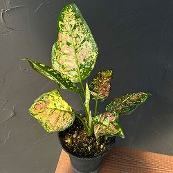 アグラオネマ：アンヤマニー トリカラー　4号鉢植え