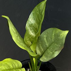 アグラオネマ：コンムタツム　アルミナ　4号鉢植え