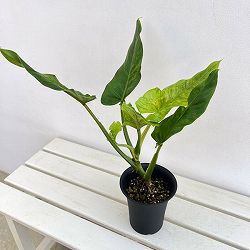 フィロデンドロン：サブハスタータム（斑入り）　 4号鉢植え*