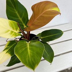 フィロデンドロン：イエローフレーム　4号鉢植え25-08