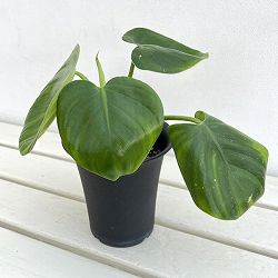 フィロデンドロン：ピッチェリー　4号鉢植え