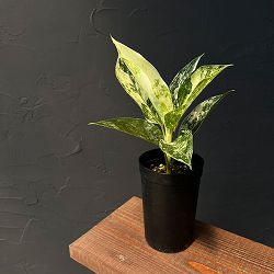 アグラオネマ：サイアム ジェイド　3号鉢植え