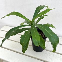 フィカス：プセウドパルマ　4号鉢植え