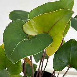 アンスリウム：アロー（小葉）　3号鉢植え