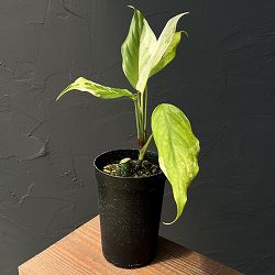 アグラオネマ：モデツム斑入り　3号鉢植え