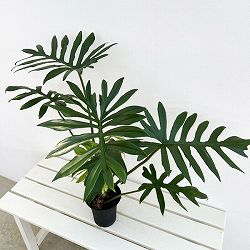 フィロデンドロン：マヨイ　4号鉢植え
