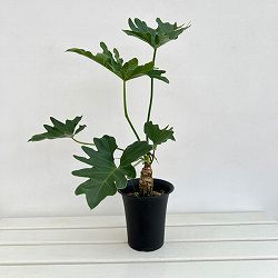 フィロデンドロン：セローム（幹上がり）　5号鉢植え25-01