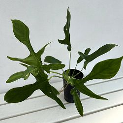フィロデンドロン：ペダツム　 3号鉢植え