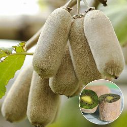 キウイ：ホワイトキウイ ミススンシェ4号ポット