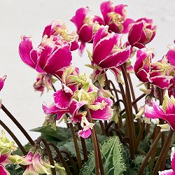 シクラメン：かぜの舞（かぜのまい）5.5号鉢植え